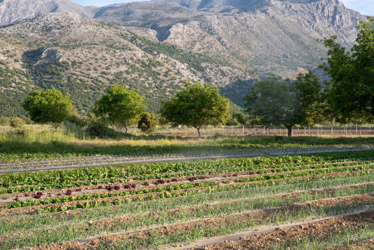 Vasilikata Daire Agios Konstantinos  Dış mekan fotoğraf